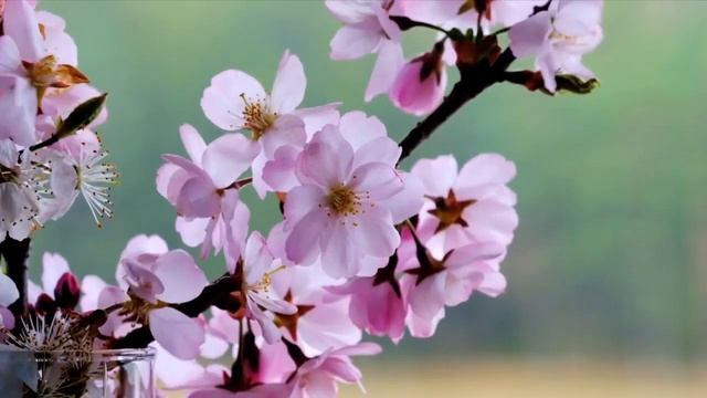 Музыка ангелов смотреть онлайн