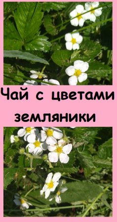 Для чего я собираю цветы дикой земляники? Это мое секретное средство для сохранения бодрости!
#дача