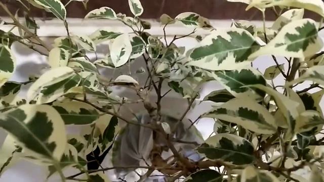 Теплый душ для растений. Как я мою свои растения