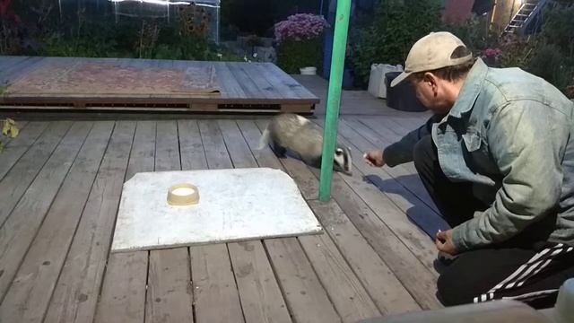 Дачный барсук. Приручение #2 смотреть онлайн