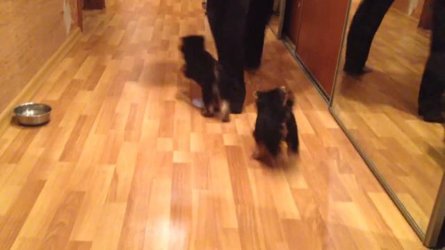 Тень Луны Саншайн Леди смотреть онлайн