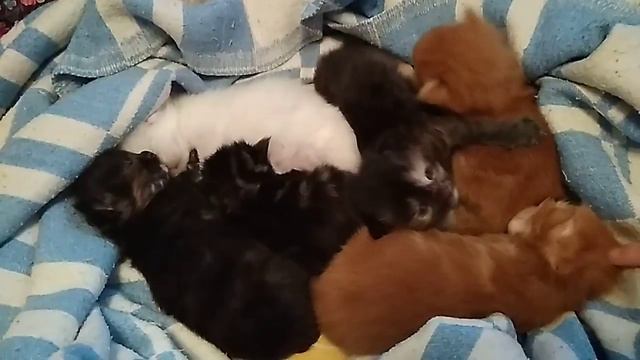 Котята мейн-кун 2 недели