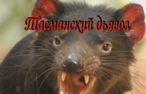 Тасманский дьявол