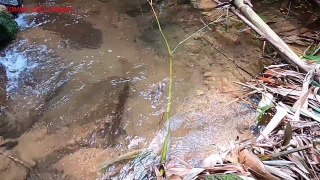 MENEMUKAN NAGA HUTAN SAAT MANCING CHANNA LIMBATA DISUNGAI INI || Spot Mancing Ikan Channa Limbata смотреть онлайн