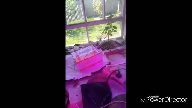 Розы в гидропонике и земле АНРОЕКСПЕРИМЕНТ 2 ч смотреть онлайн