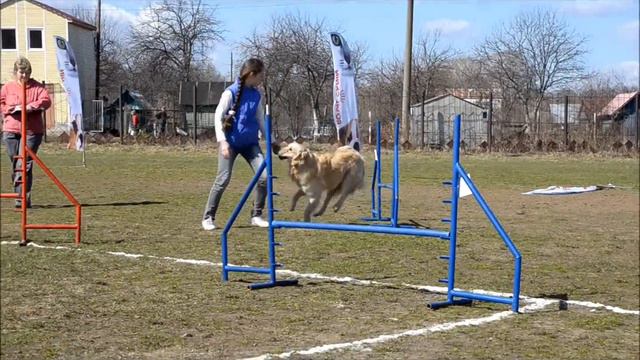 Аджилити 1 часть