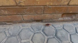 Летающие тараканы в Испании - здоровенные Кукарача!