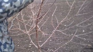 Весенняя обрезка вишни.