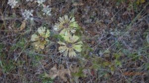 Steptorhamphus tuberosus (syn. Lactuca sonchifolia