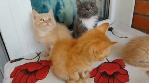 КОТЯТА(рыжие, персиковые,голубые),KITTENS ginger,peach,blue