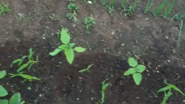 Первая прополка кукурузы