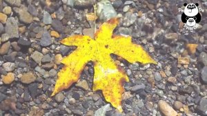 Моцарт для детей ❤ Развивающая музыка для детей ♫ Mozart for kids