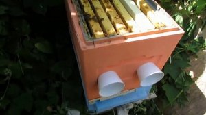 июль на пасеке - как запах пижмы при обработке от клеща влияет на пчелиную матку
