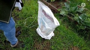 Легко быстро надёжно. Укрываем молодые саженцы под зиму.