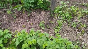 Сколько поросли даёт малиновое дерево