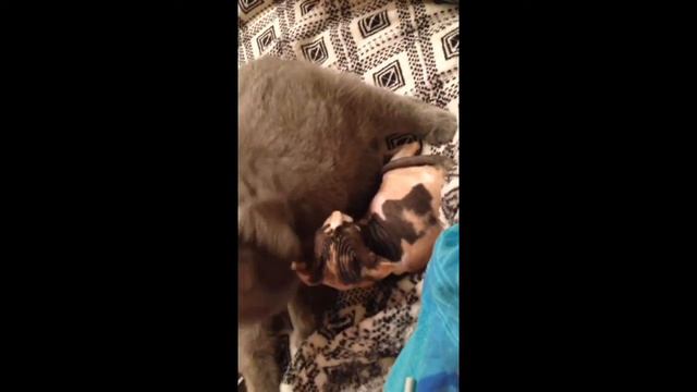 Сфинкс и шотландская кошка смотреть онлайн