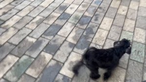 Щенок цвергшнауцер чёрный