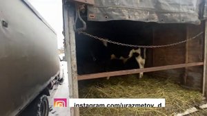 КАЗАНДА ЧОРВА НАРХЛАРИ АРЗОНИДАН КИММАТИГАЧА