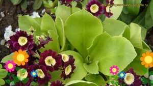 Примула анисовая. Краткий обзор, описание характеристик, где купить primula anisodora