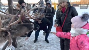 Путешествие к оленям. Ферма Северный олень