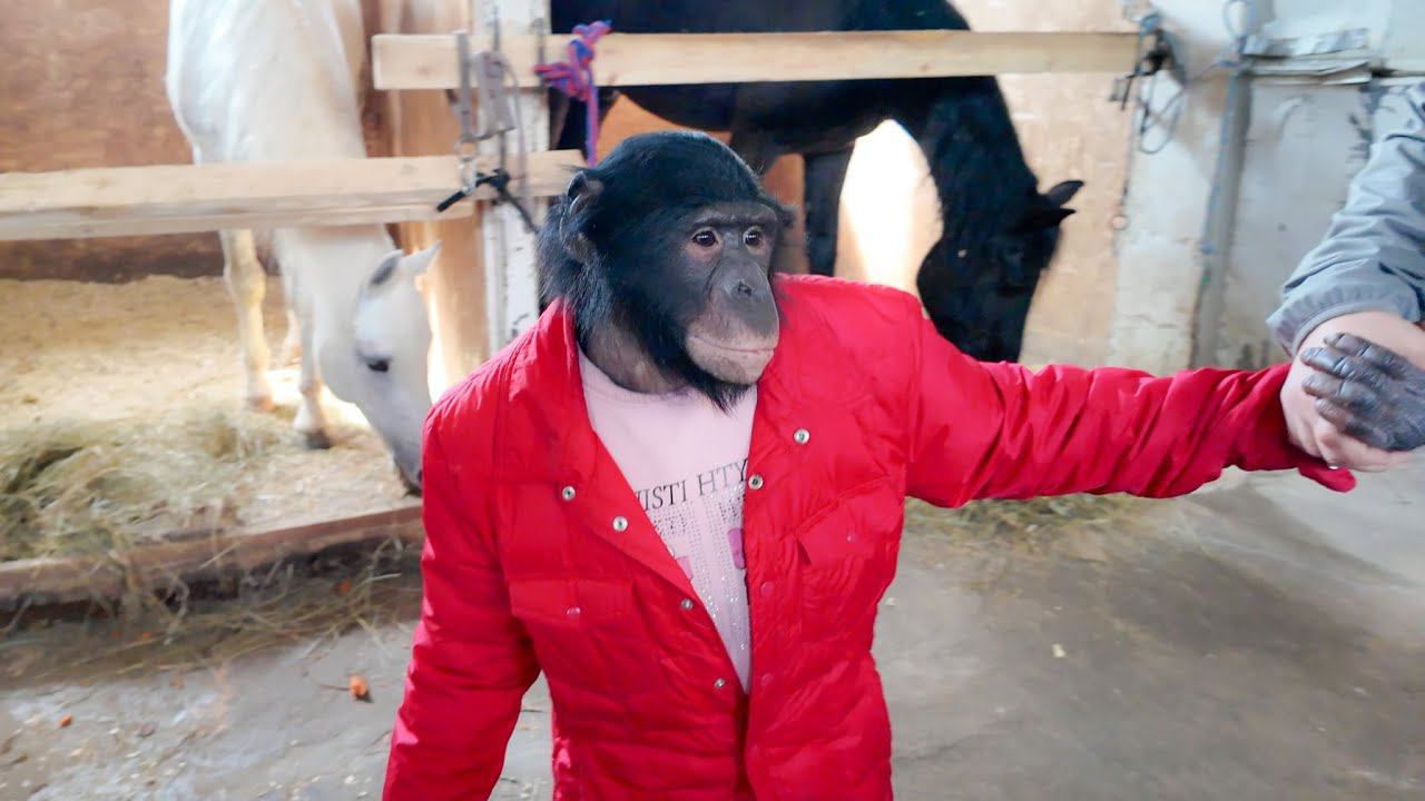 ЦИРК КАРАГАНДЫ! Дан Запашный и ШИМПАНЗЕ Боня гуляют за кулисами смотреть онлайн