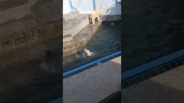 Весёлая Герда в новосибирском зоопарке смотреть онлайн