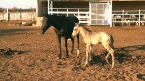 Звуки Пони, Обучалка для детей- Pony sounds, educational for children