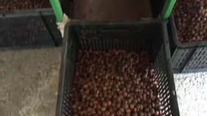 ЛИНЕЙНЫЙ КАЛИБРАТОР  ДЛЯ ОРЕХОВ LKR 200