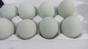 Инкубация куриных яиц в инкубаторе Несушка.