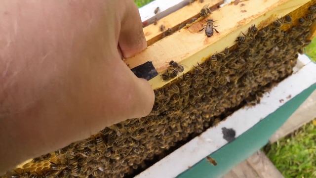 ПРОВЕРКА ПРИЁМА ПЧЕЛОМАТКИ БАКФАСТ. Golden Buckfast Belarus смотреть онлайн