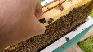 ПРОВЕРКА ПРИЁМА ПЧЕЛОМАТКИ БАКФАСТ. Golden Buckfast Belarus