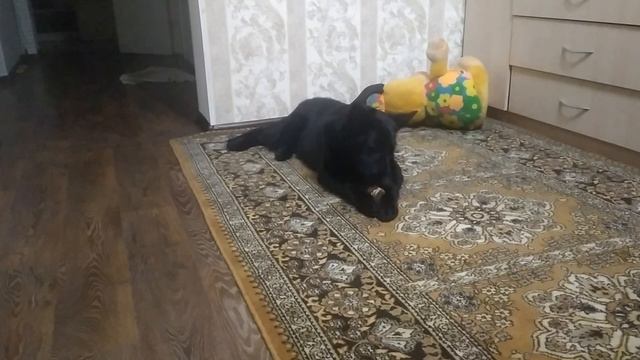 ВЕО восточно европейская овчарка черная 2022-12-31 17-39-06 смотреть онлайн