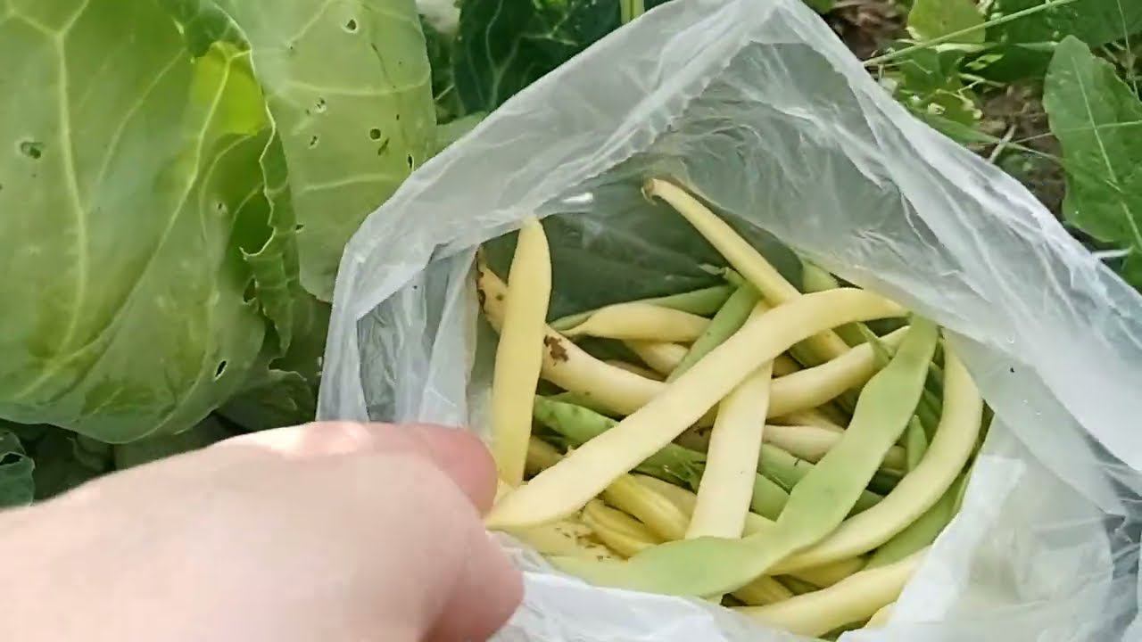 Спаржевая фасоль. Выращивание и уход
