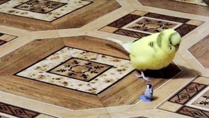 Веселый попугайчик Чика! Смешной, милый и забавный волнистый попугай! Parrot
