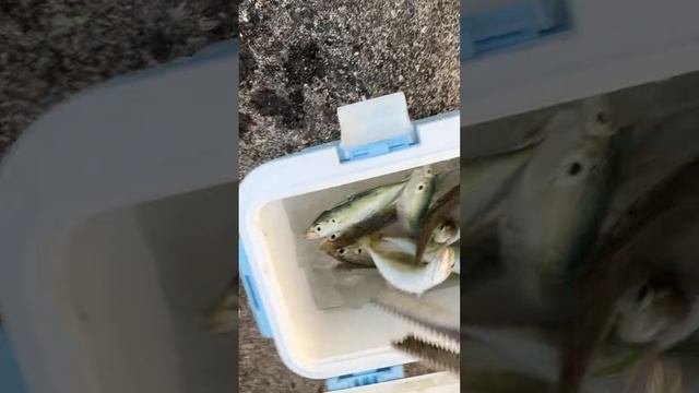 釣った魚を冷やすなら、海水＋氷（潮氷）が氷締めも兼ね、均一に満遍なく冷却できるため、釣行時には非常に有効。サビキ釣り時は、これがベスト。#shorts смотреть онлайн