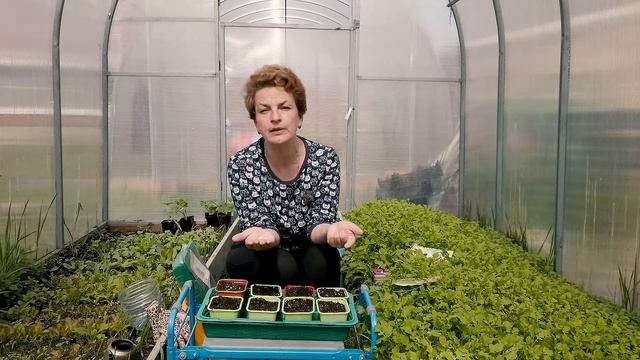 Как сажать огурцы на рассаду смотреть онлайн