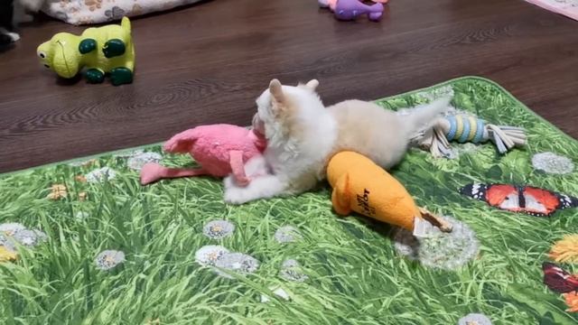 Пуховая китайская хохлатая Щеночек Де Бирс ПРОДАН смотреть онлайн