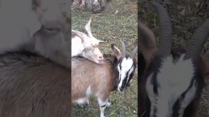 брачный период козлов