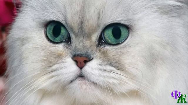 Говорящий КОТ 16 «Мира, а можно Лису у нас оставить ненадолго? Я должен помочь ей найти человека» смотреть онлайн