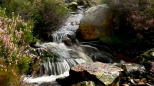 Футаж ручей, природа