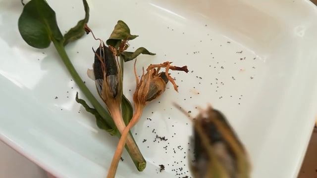 Семена Эустомы поспели! смотреть онлайн