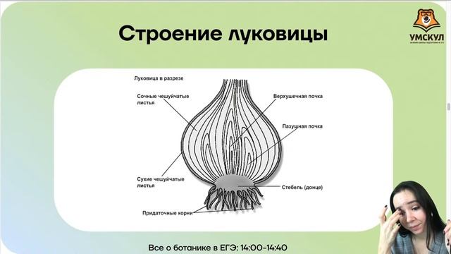 Ботаника с нуля | Биология ЕГЭ | Умскул