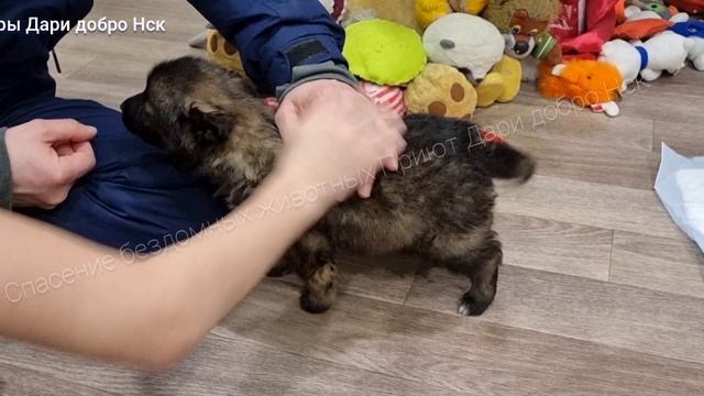 Бездомный щенок приехал в новый дом)