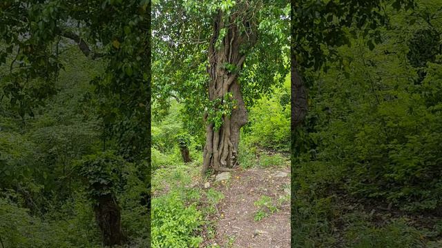 дерево увитое плющом #Природа #лес #КраснодарскийКрай #АбрауДюрсо