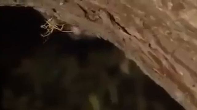 Леопард и детеныш обезьяны смотреть онлайн