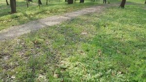 Egy kis kaszálás,Stihl fs 450,és Husqvarna 143 r-2 es el!