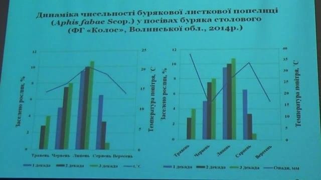 Ентомологія України: Бурякова листкова попелиця на посевах буряка столового в  Поліссі України
