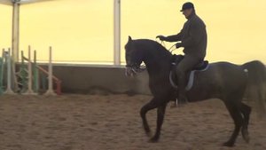 Конный спорт обучение. Тренировка молодой лошади. Выездка. Кизимов М.И.