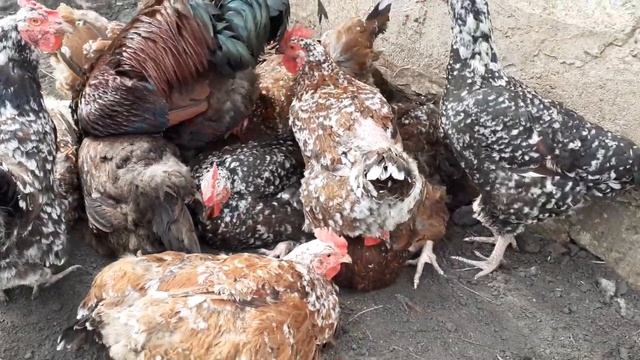 Ливенцы живой вес петухов 5,2-5,4кг,куры от 3,5кг,позже будет видео с весом смотреть онлайн