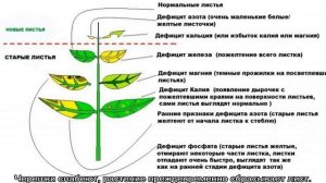 Почему у розы желтеют листья летом на улице